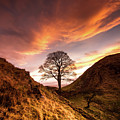 Sycamore Gap