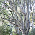 Jenny's Tree