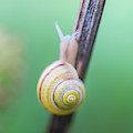 Tiny Snail with a yellow shell