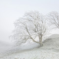 Sentinels