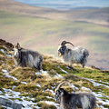 We Three Kings - Cheviot Wild Goats