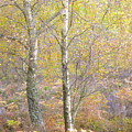 Autumn with bilberries, bracken and silver birch trees