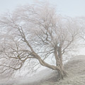 A pair of windswept, frost laced trees in winter