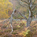 Guardian of the forest