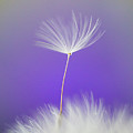 Make a Wish - on Purple
