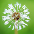 Make A Wish - on Green