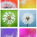 Make a Wish - Rainbow