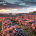 Purple heather at sunset - Northumberland