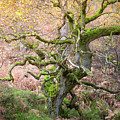 Twisted ancient oak tree in Autumn